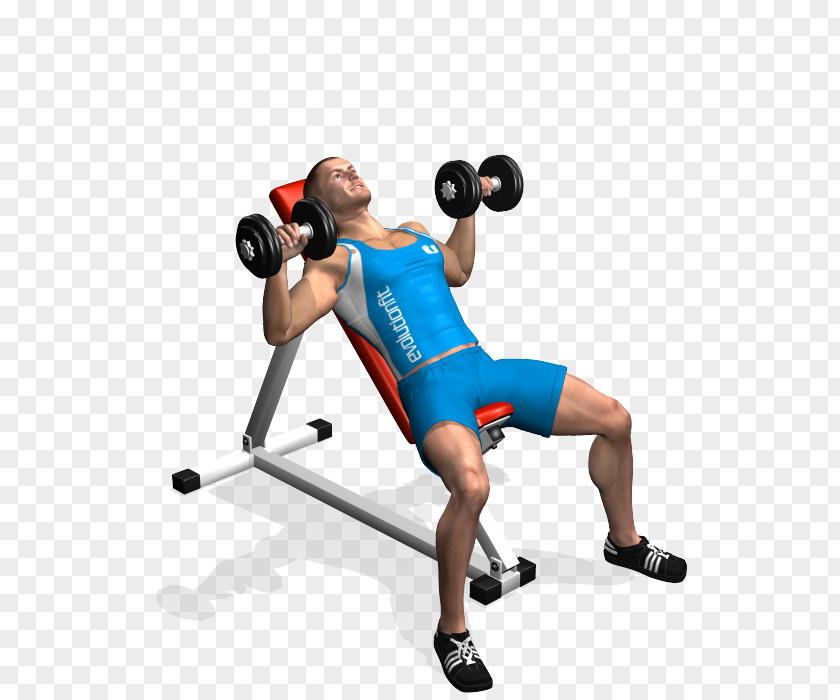 Barbell Weight Training Bench Press Dumbbell PNG