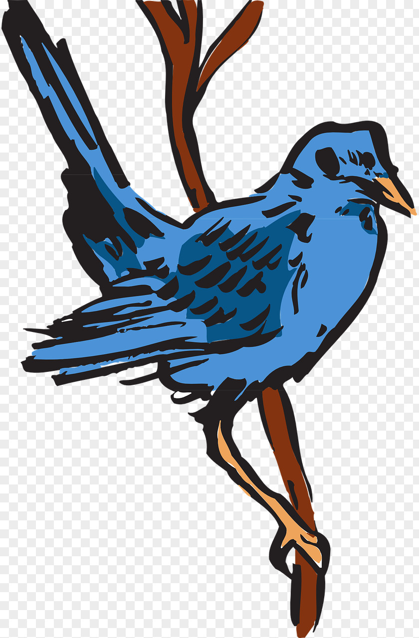 Bird Feather Beak Wing PNG