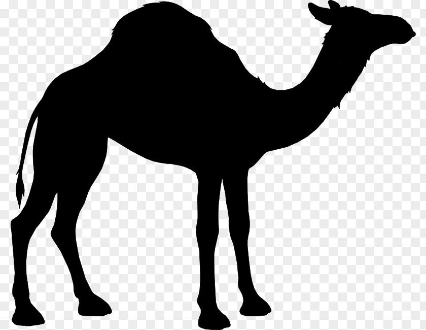 Camel T-shirt Zazzle Greeting & Note Cards Desert Safari PNG