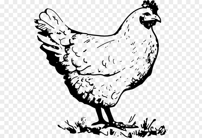 Chicken Nugget Coloring Book Rooster Fried Egg PNG