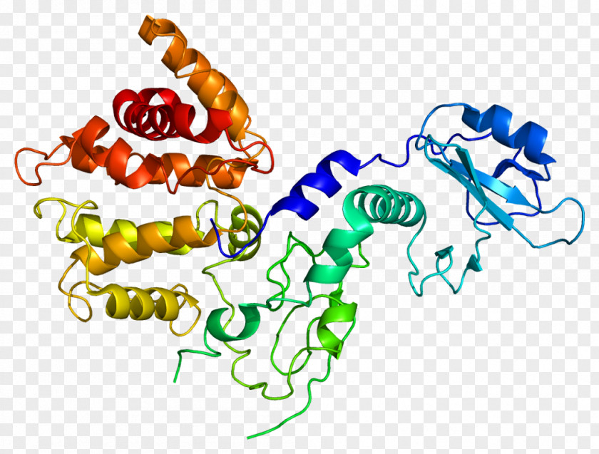 Chimerin 2 1 Protein Rac PNG