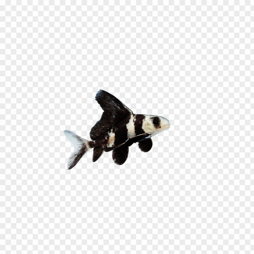 Insects, Fish Butterfly Tail Telescope Common Carp Chinese High-fin Banded Shark PNG