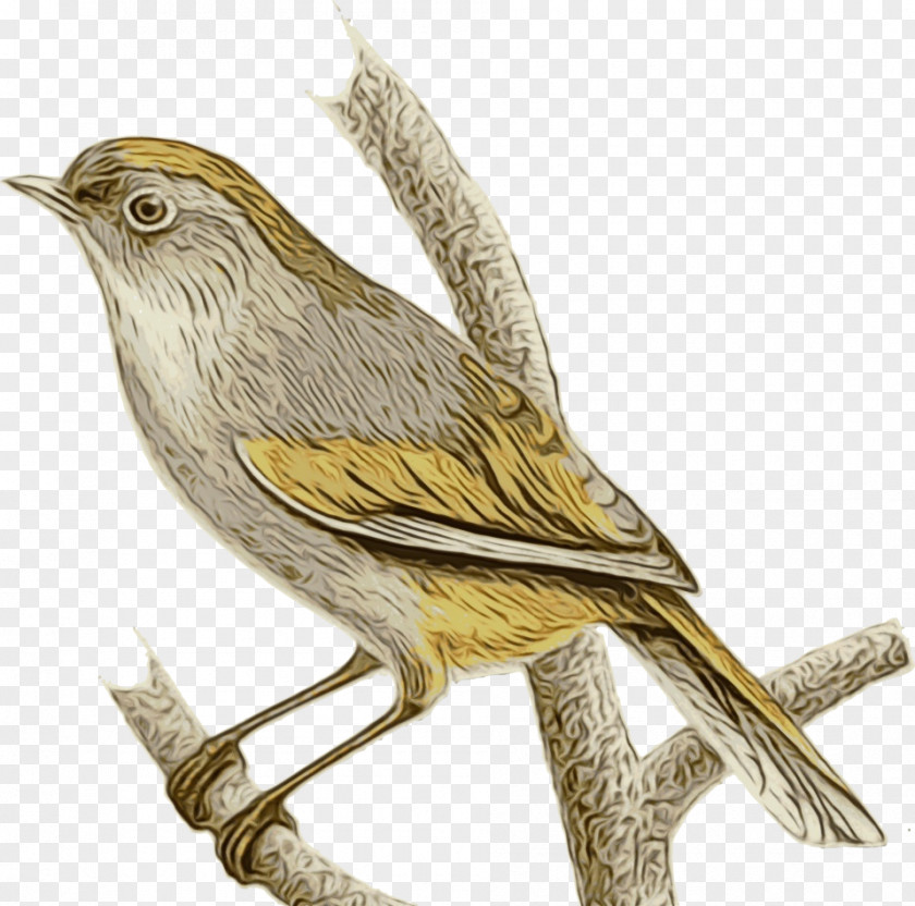 Pine Siskin Nightingale Bird Cartoon PNG