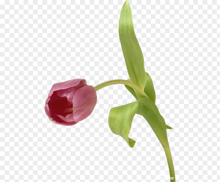 Tulip Flower Digital Image PNG