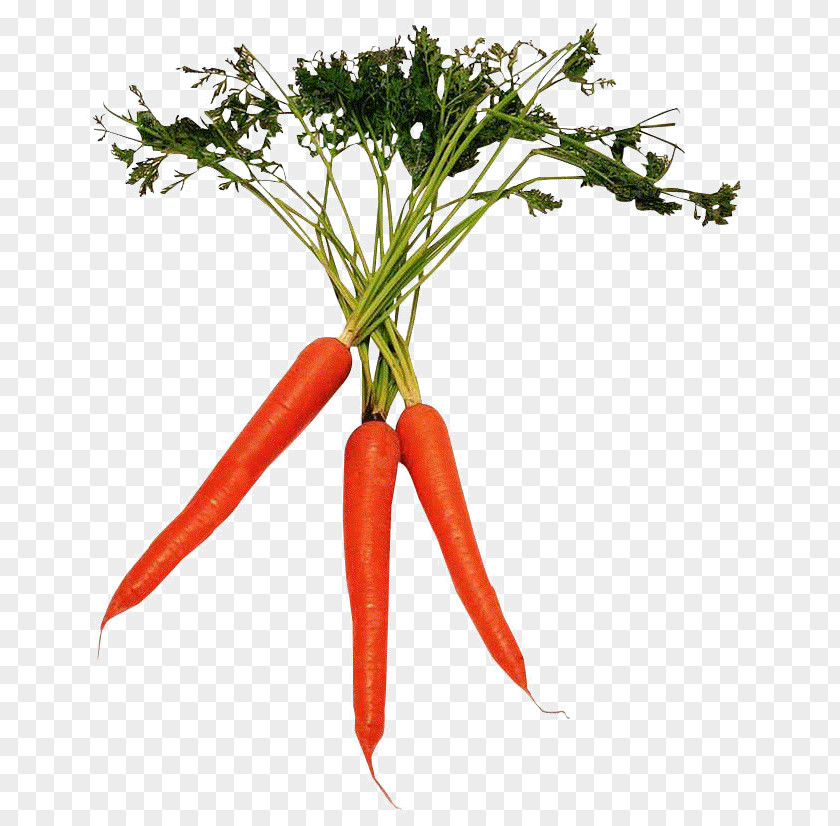 Carrot Picture Of Vegetables Food Acne Beta-Carotene Eating PNG