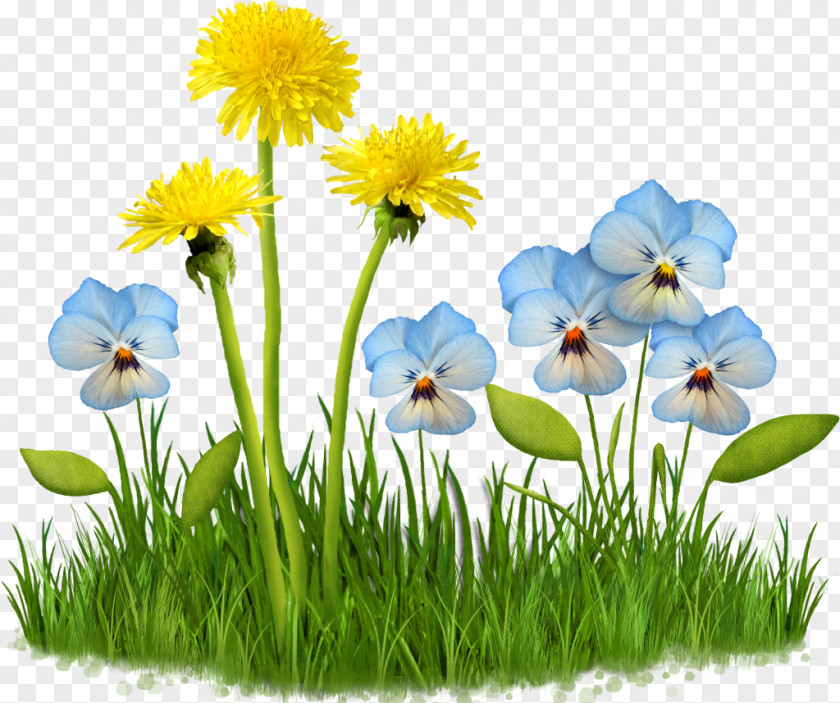 Dandelion Meadow Clip Art Image Illustration Vector Graphics PNG