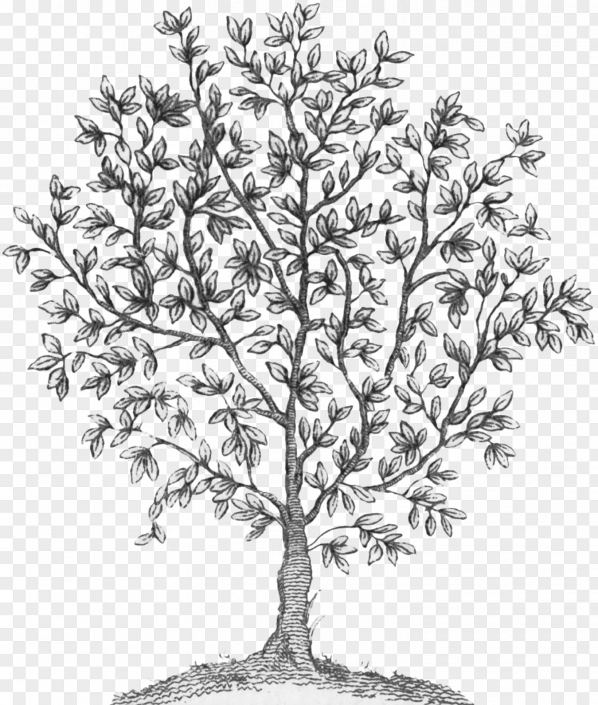 Fairy Tree Twig Plant Stem White Flowering PNG