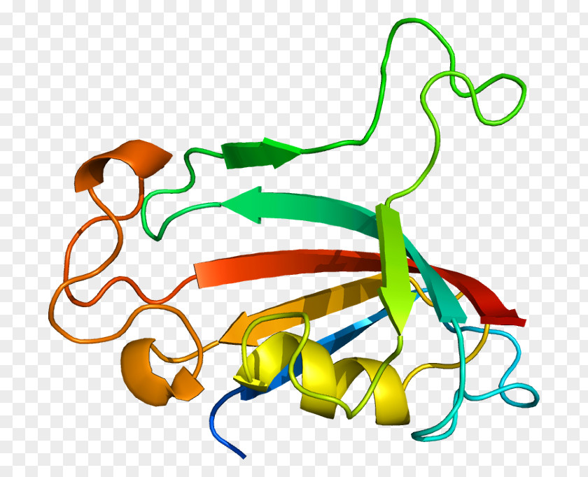 Prolyl Isomerase FKBP Immunophilins Protein PNG