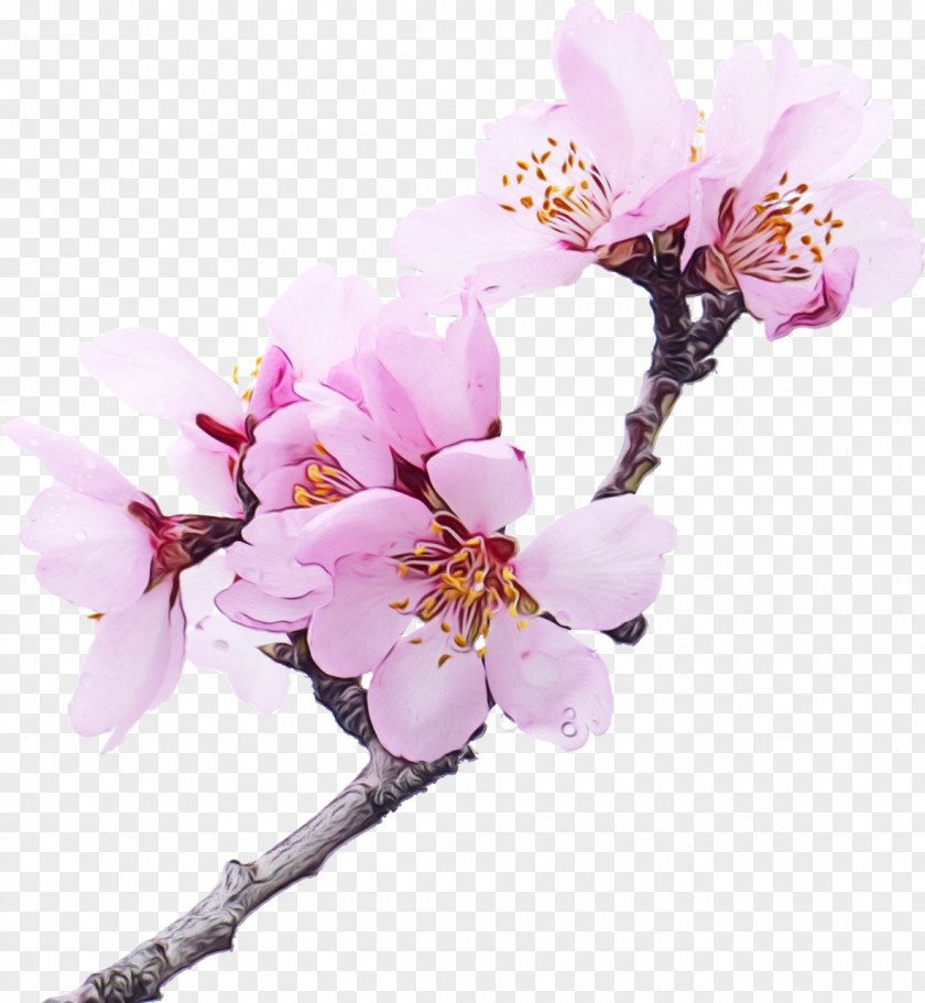 Spring Twig Cherry Blossom PNG