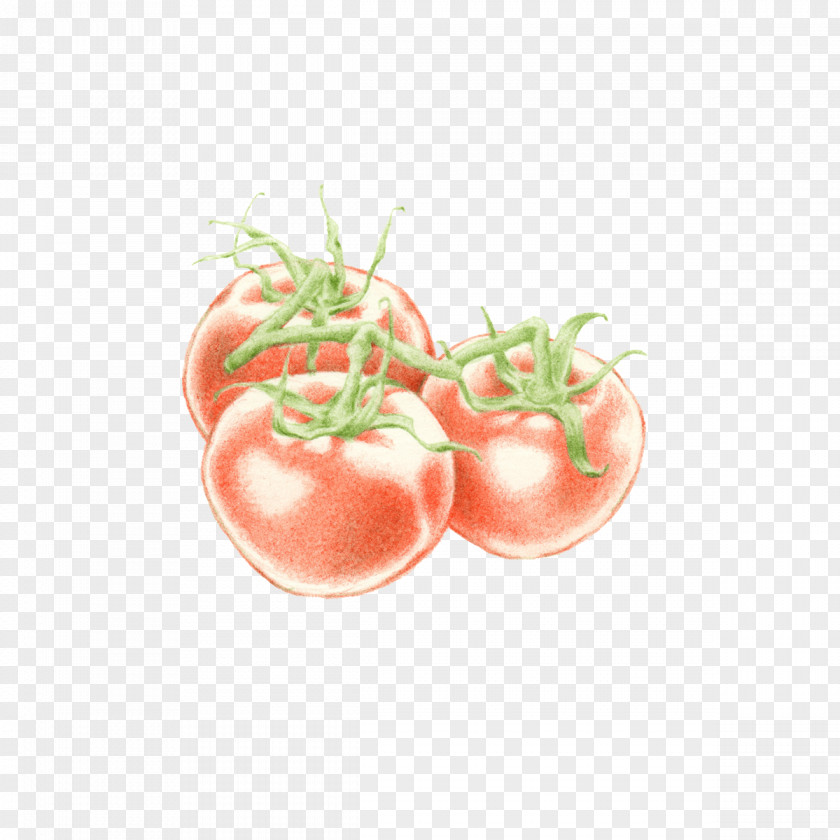Tomato Food Illustration Illustrator Vegetable PNG