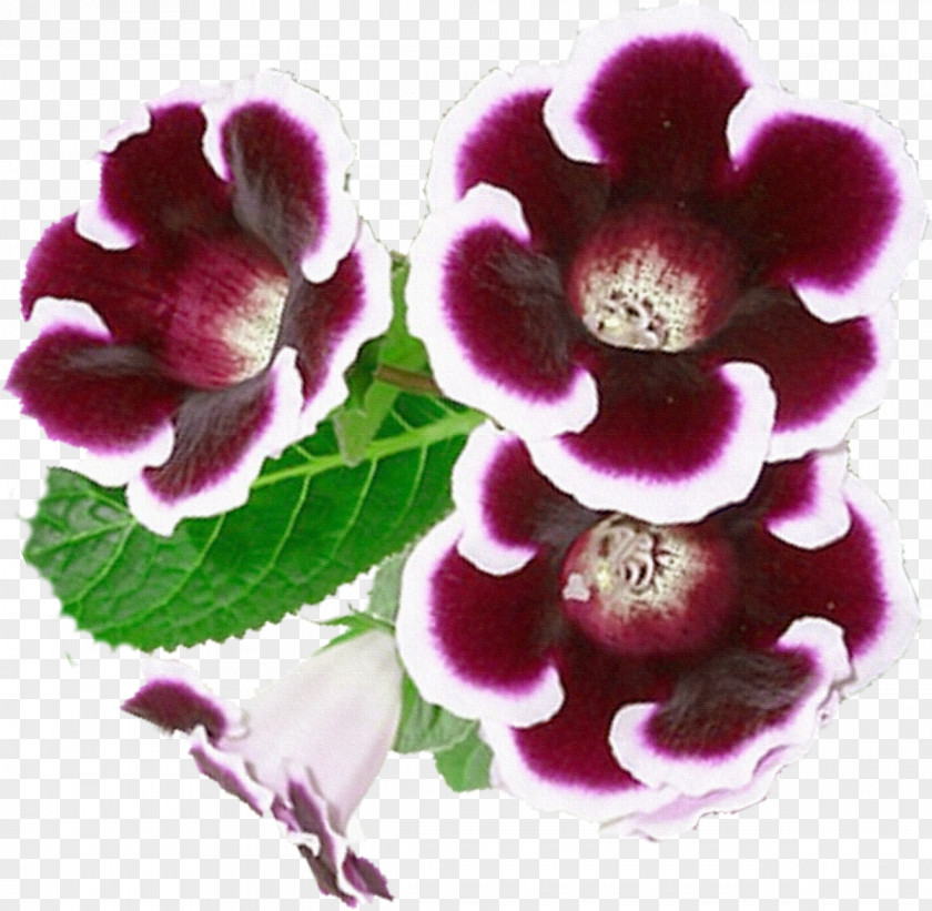 Violet Flower Gloxinia Clip Art PNG