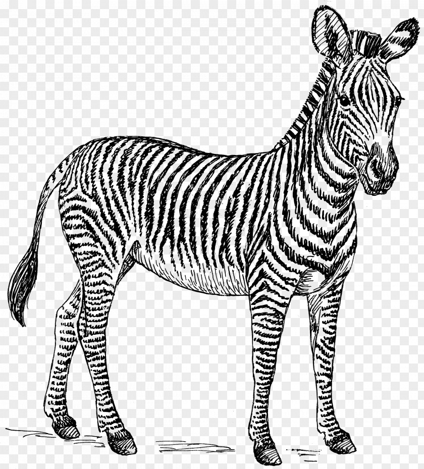 Zebra Drawing Zorse Clip Art PNG