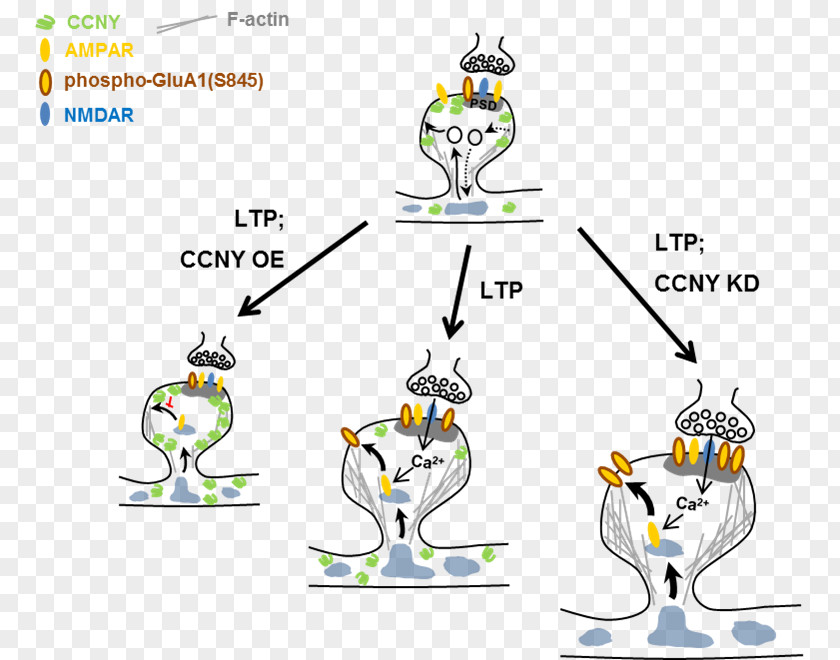 AMPA Receptor Long-term Potentiation GRIA1 PNG