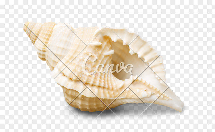 Conch Seashell Shankha Stock Photography Royalty-free PNG