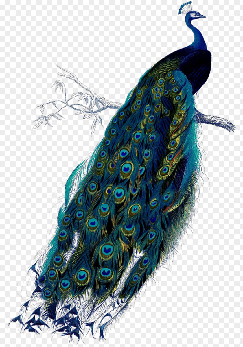Peacock Peafowl Art Poster Clip PNG