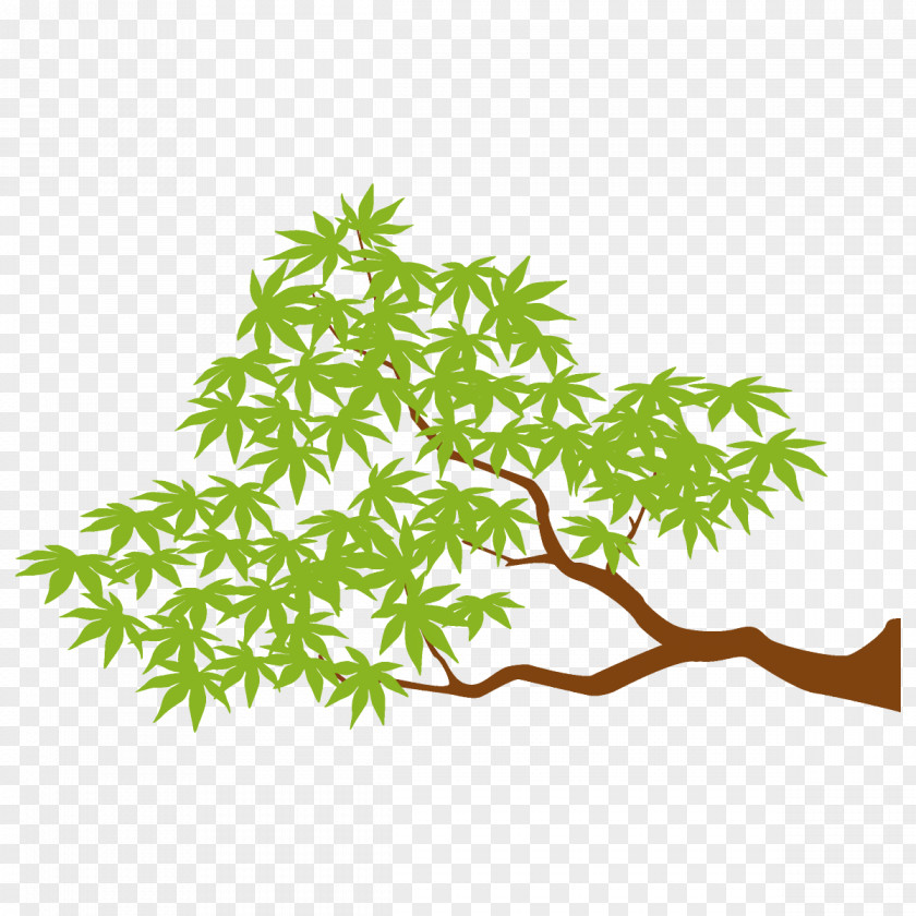 Plant Stem Flower Maple Branch Leaves Tree PNG