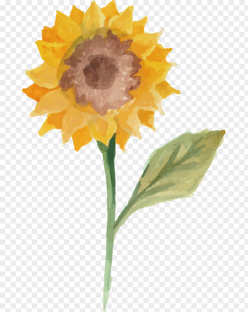 Vector Watercolor Painted Sunflowers Common Sunflower Painting Illustration PNG