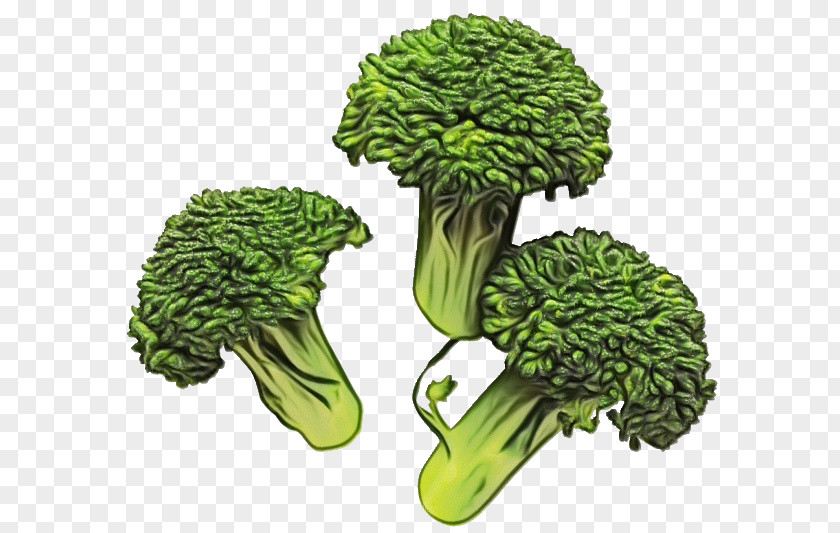 Cabbage Tree Broccoli Leaf Vegetable Cruciferous Vegetables Plant PNG