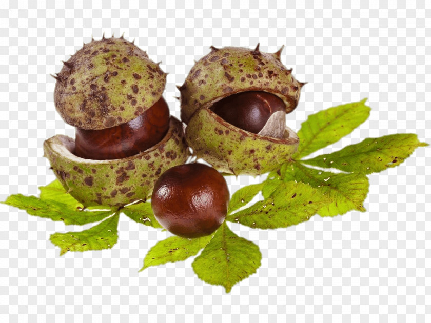 Chestnut European Horse-chestnut Sweet Ohio Buckeye PNG