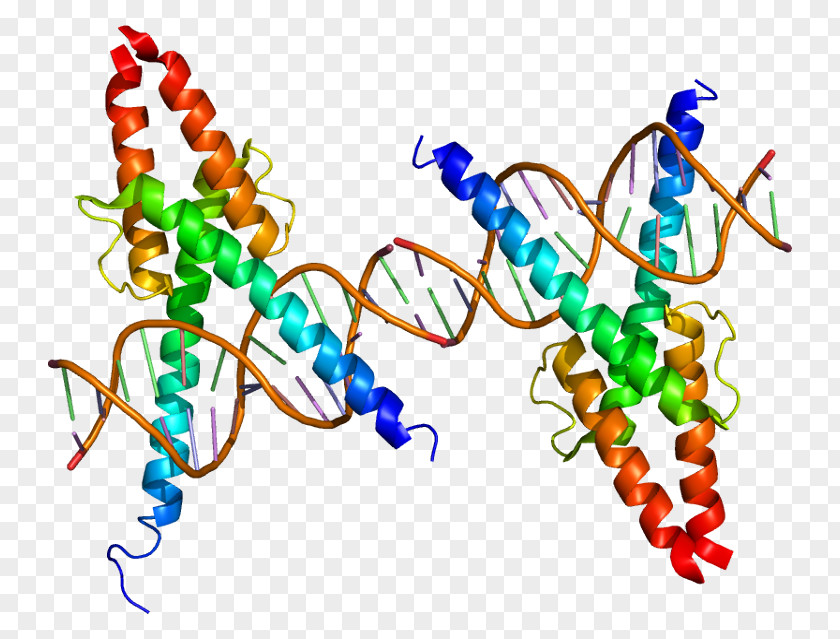 MyoD Protein Myogenesis Transcription Factor Basic Helix-loop-helix PNG