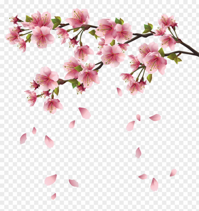 Peach Branch Cherry Blossom Android Desktop Wallpaper Google Play PNG