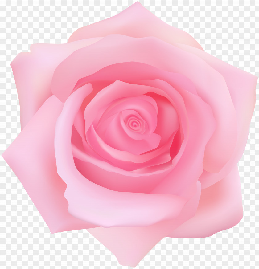 Pink Rose Transparent Clip Art Garden Roses Centifolia PNG