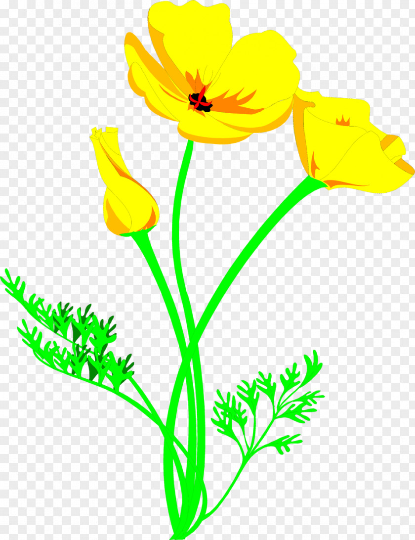 Poppy Plant CorelDRAW Yellow Color PNG