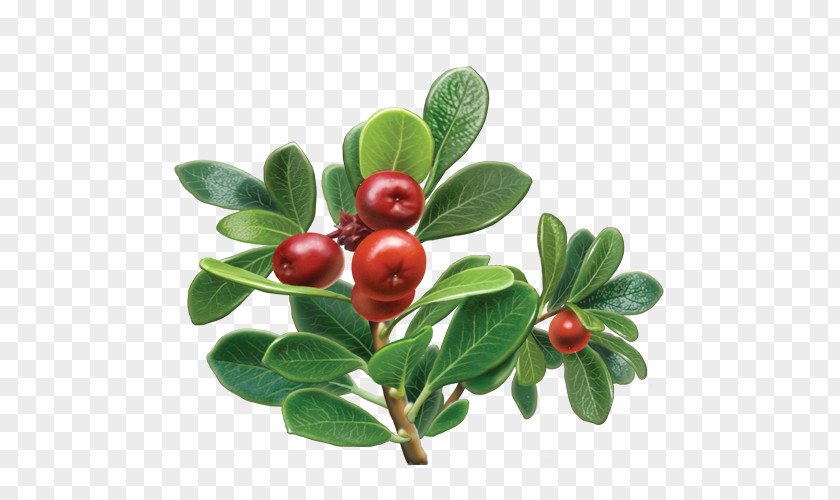 Kidney Bearberry Herbal Tea Organic Food Grape PNG