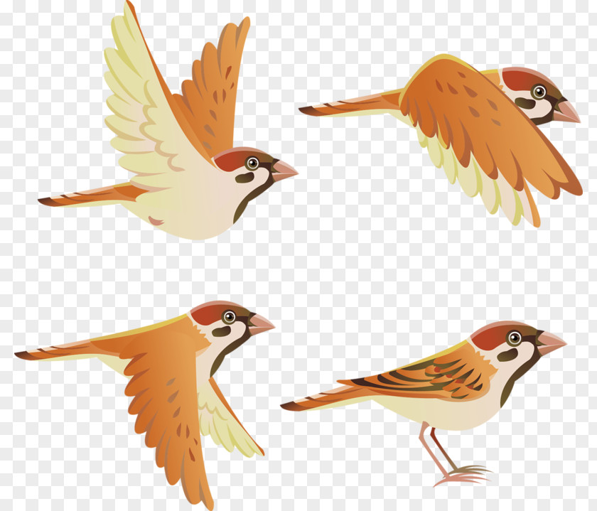 Sparrow Bird Flight Finch PNG