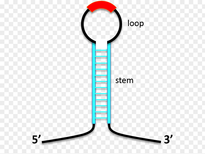 Stem-loop Antisense RNA Biomolecular Structure DNA PNG