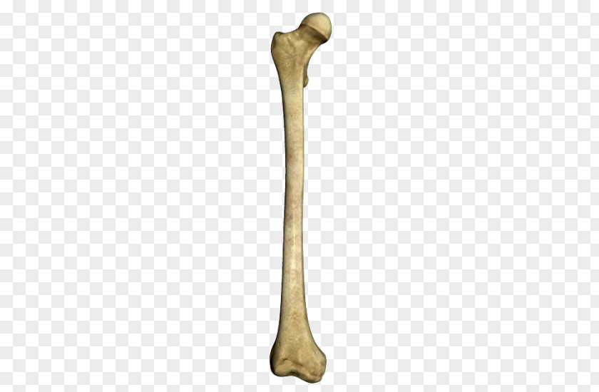 Bone PNG clipart PNG