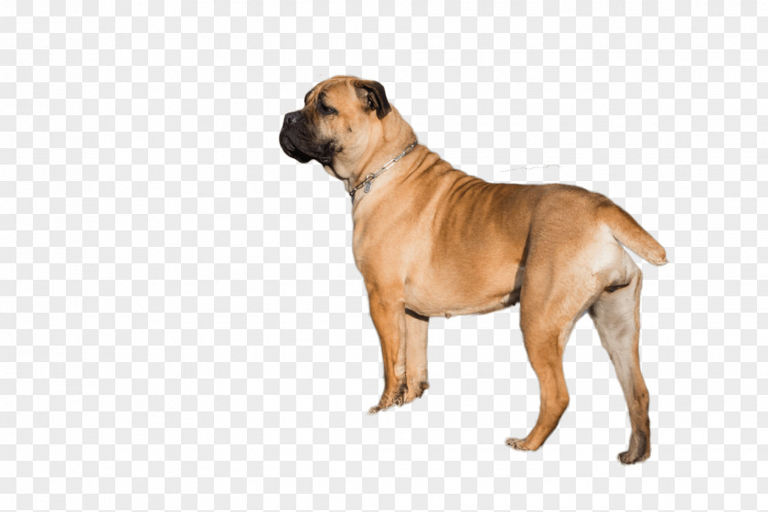 Cane Corso Bullmastiff Dog Breed Boerboel English Mastiff Fawn PNG