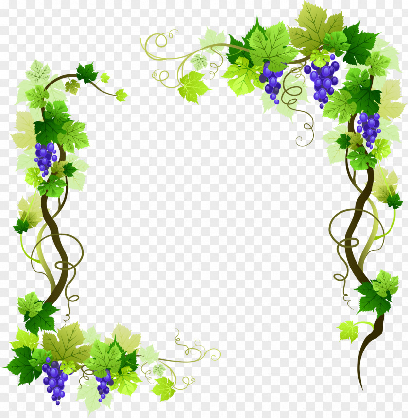 Grape Vine Common Vector Graphics Stock Illustration PNG