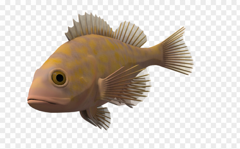 Ocean Fish Transparent Background Download Computer File PNG