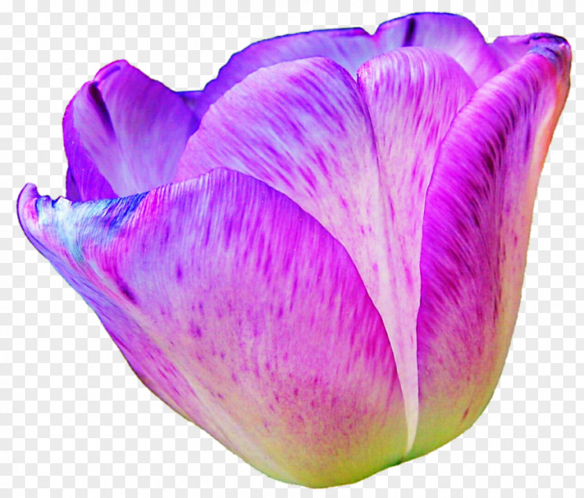 Pink And Purple Lavender Lilac Violet Magenta PNG