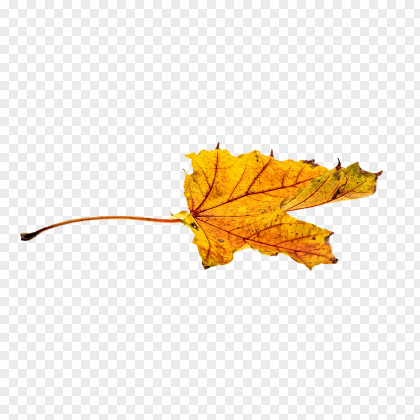A Yellow Maple Leaf Autumn Color Clip Art PNG