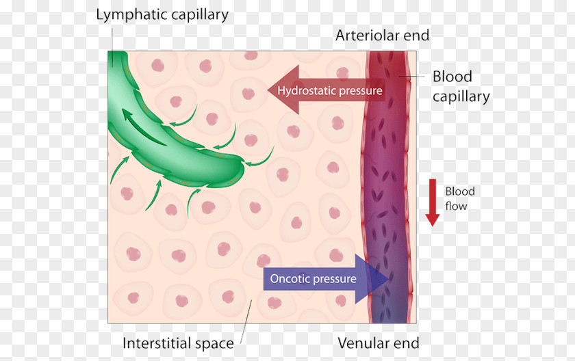 Blood Vessel Circulatory System Lymphatic Capillary Human Body Hydrostatics PNG