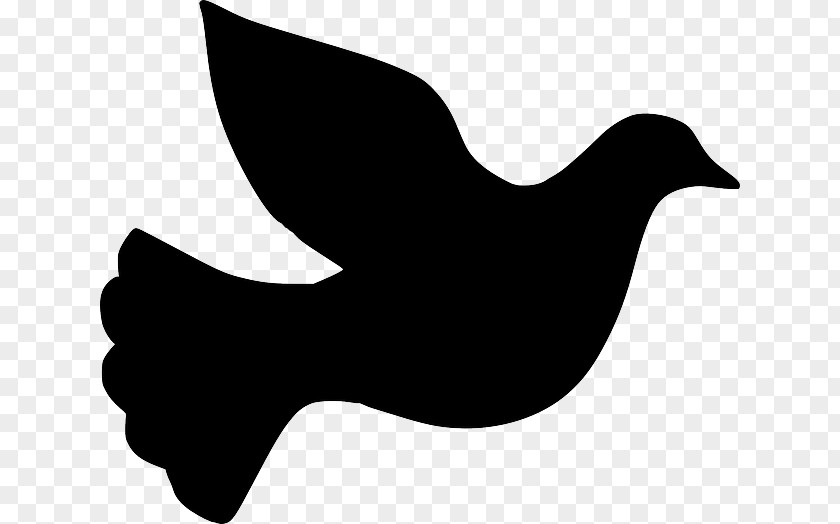 Dove Vector Columbidae Silhouette Doves As Symbols Clip Art PNG