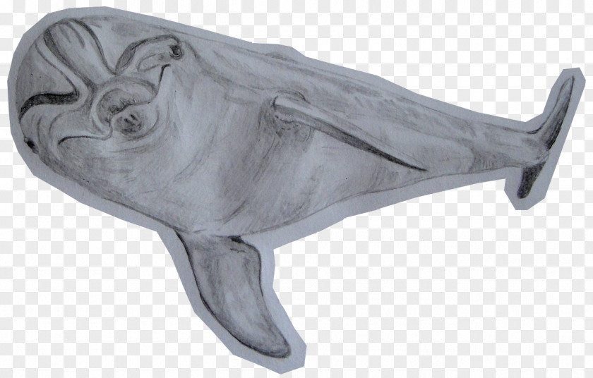 Flippers Porpoise Marine Mammal Cetacea PNG