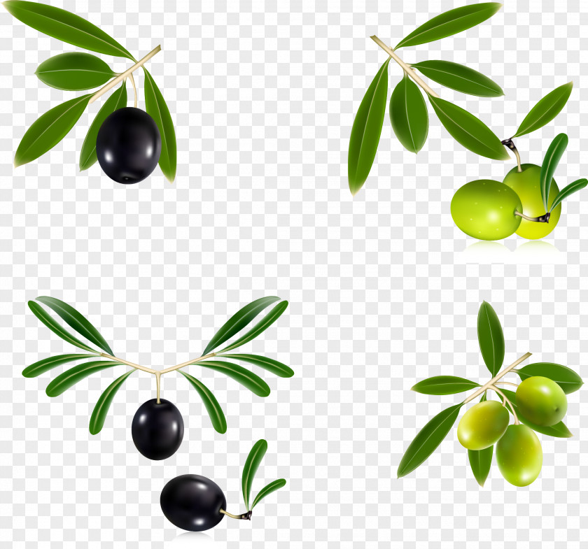 Fresh Olive Branch Oil Leaf Wreath PNG