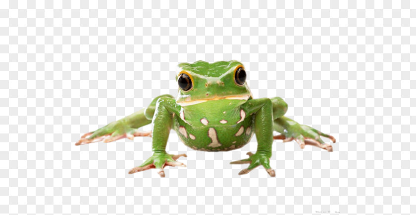 Frog Desktop Wallpaper Clip Art PNG