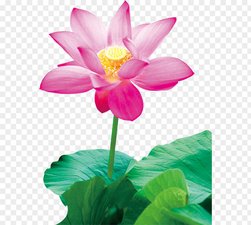 Lotus Nelumbo Nucifera Lutea Painting Water Lily PNG