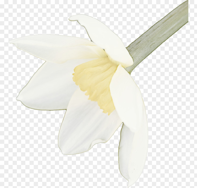 Magnolia Narcissus Flower PNG
