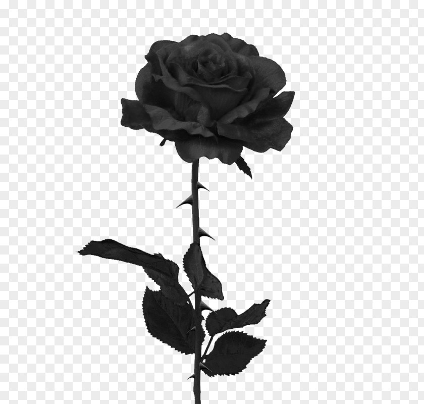 Purple Rose Black Clip Art PNG