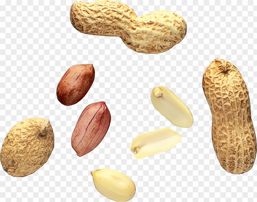 Superfood Seed Walnut Tree PNG