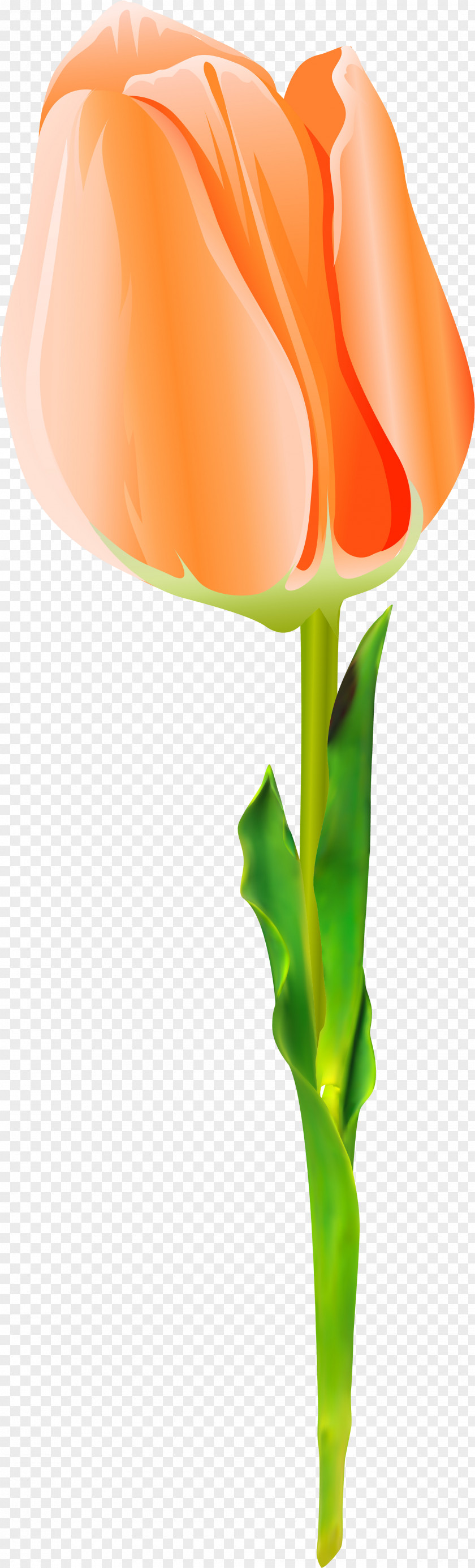 Tulip Flowering Plant Cut Flowers Stem PNG