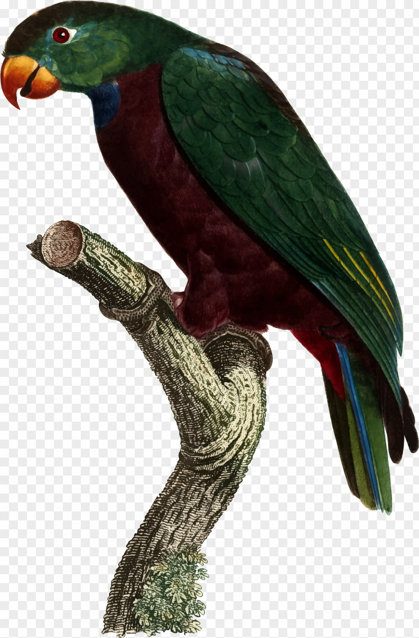 Blue Parrot Red-billed Bird Blue-headed Macaw PNG