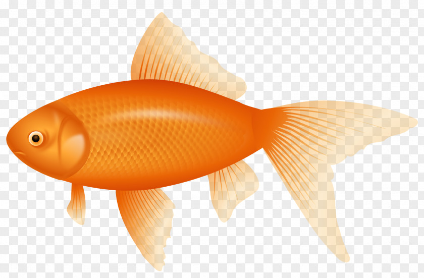 Fishing Goldfish Fish Cracker Clip Art PNG