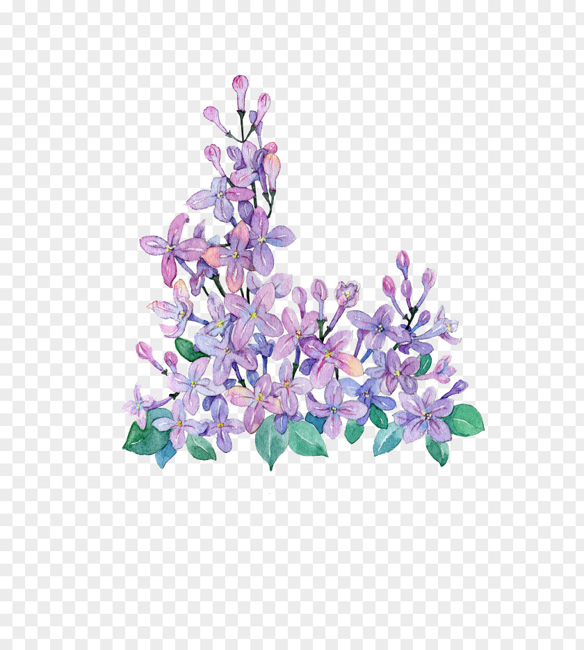 Hand-painted Purple Lilac Violet PNG