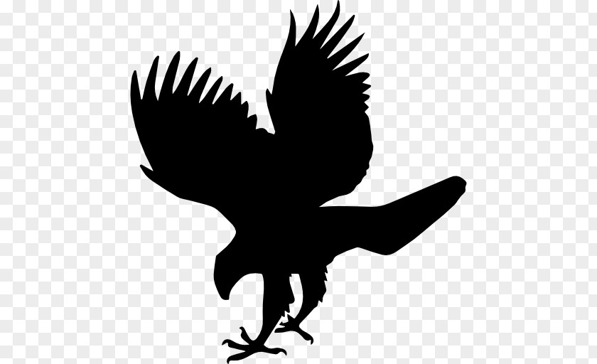 Hawk Bird Eagle PNG